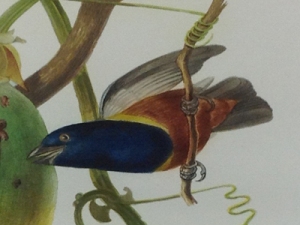Euphonia Pectoralis, Plate 33, middle right